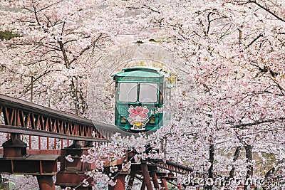 Visitors come to funaoka sendai to admire the blooming Sakura. And impressed with the tram to serve tourists. To facilitate the el Editorial Stock Photo